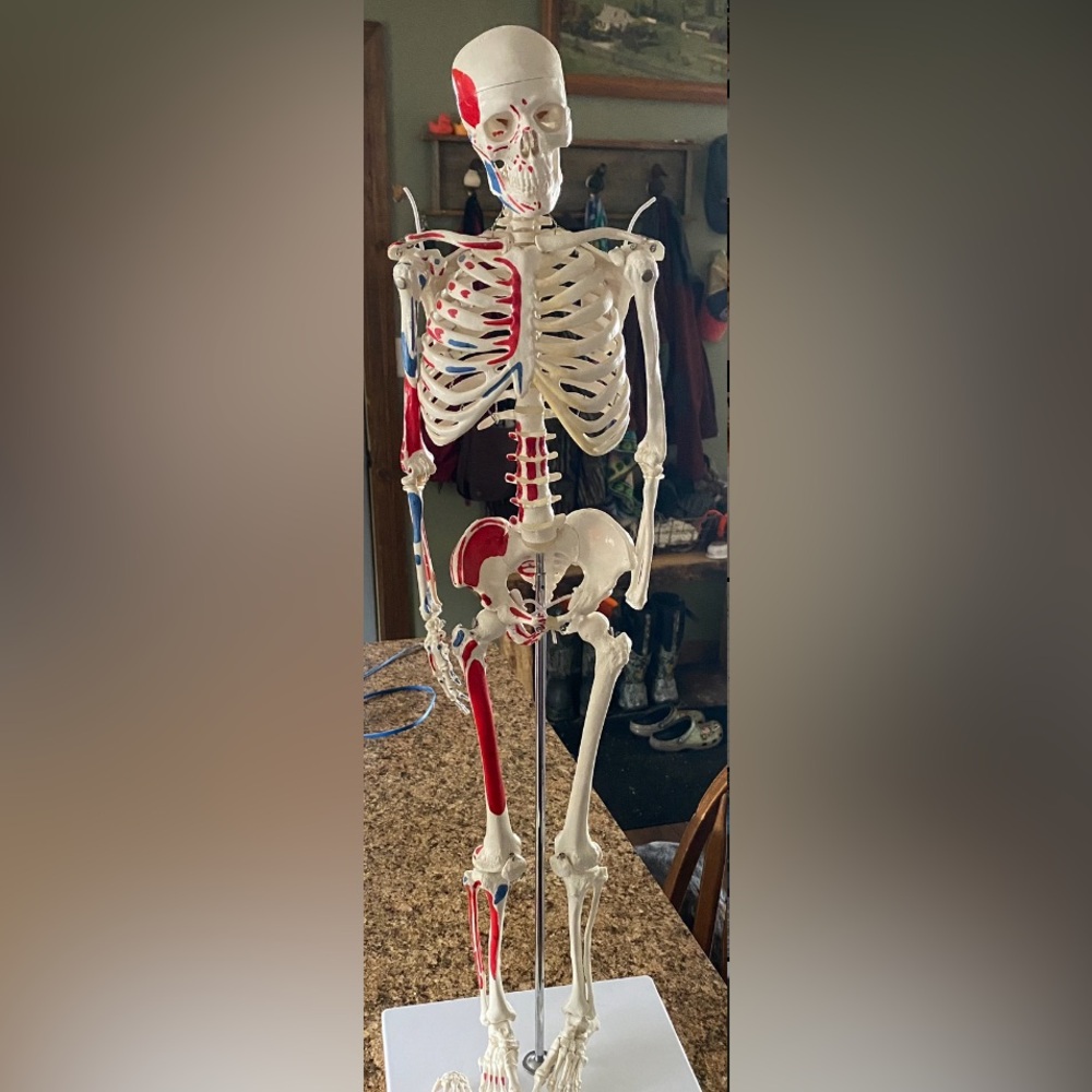 Anatomical Skeleton Model